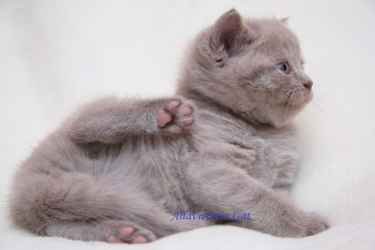 Gatinhos de pais de elite. Disponíveis para reserva.