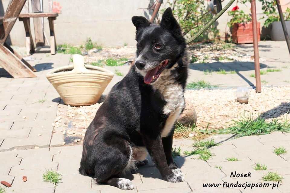 Nosek - spokojny psiak