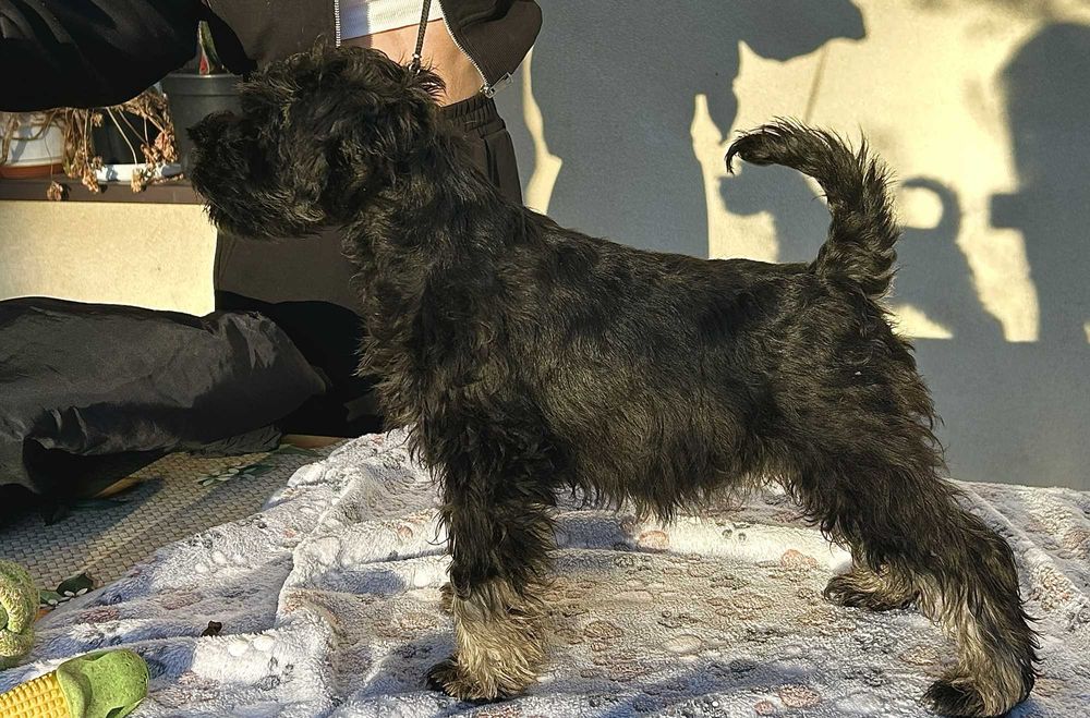 Suczka sznaucer miniaturowy