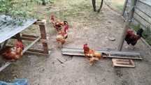 Galos caseiros adultos 25€