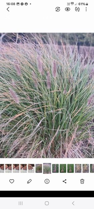 Rozplenica black beauty