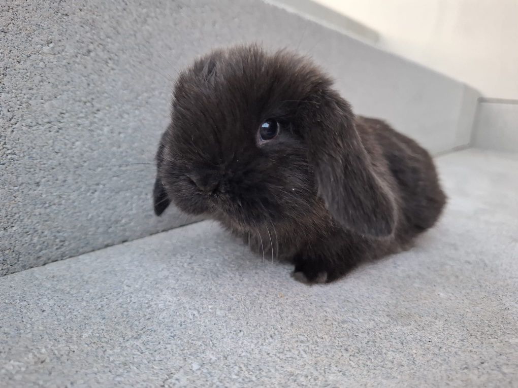 Królik miniaturka króliczek mini lop