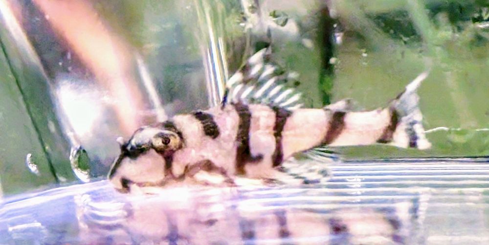 Hypancistrus L236 4cm