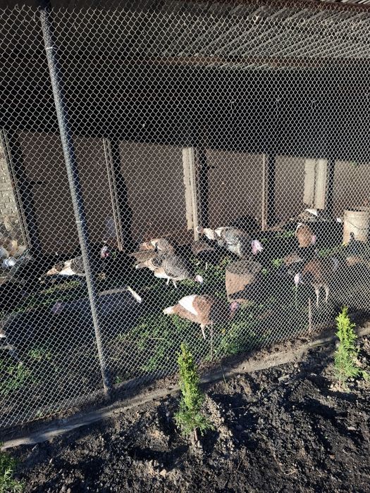 Indyki kolorowe 2025 r