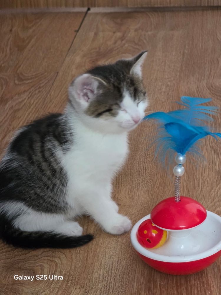 Cudny kocurek Dyzio do adopcji