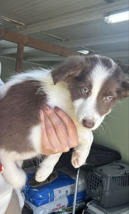 Menino Border Collie