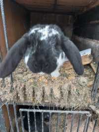 Samiec królik mieszaniec baran francuskiego