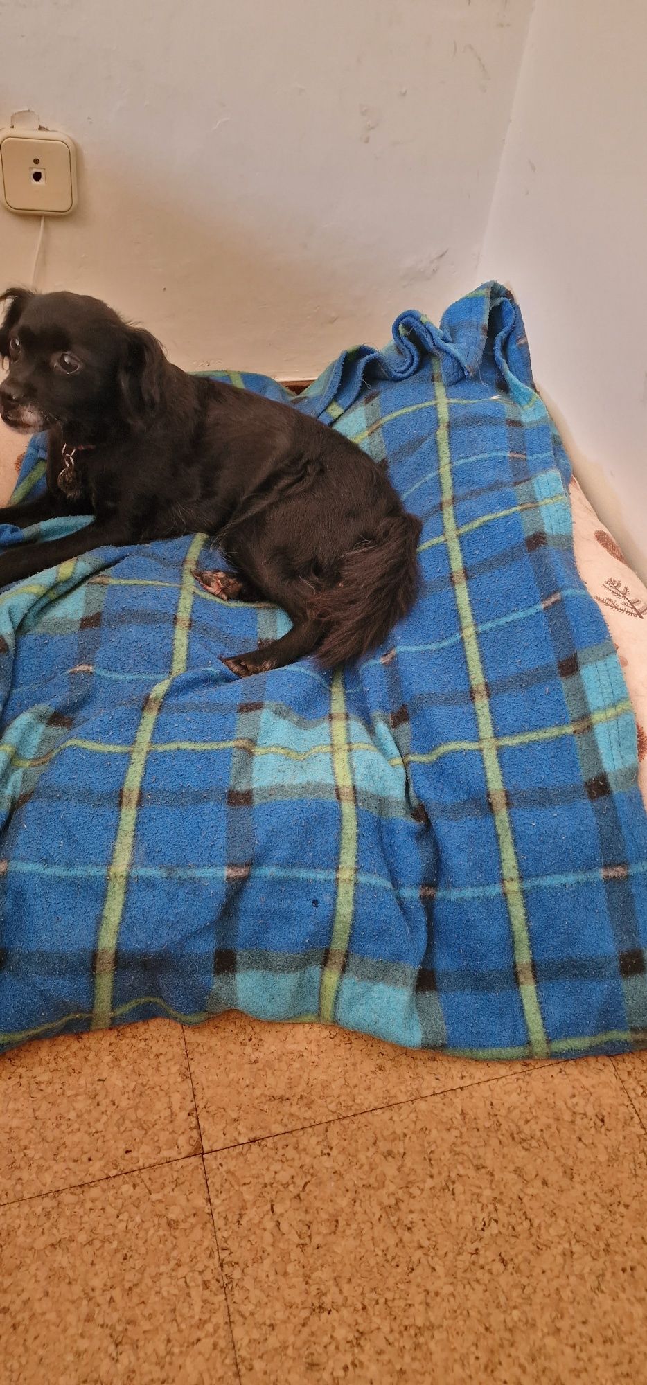 Animal para doação