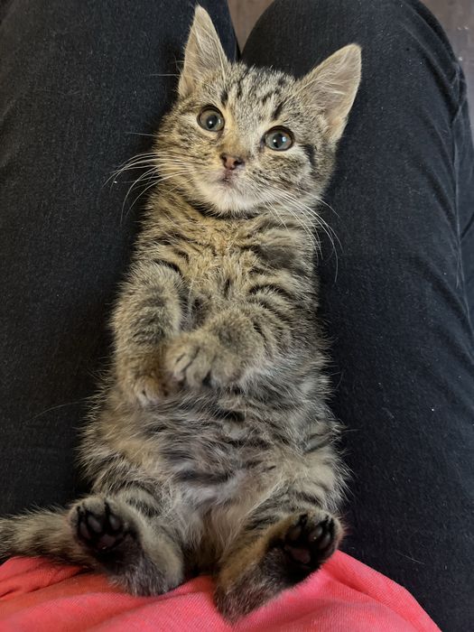 Malutkie kotki szukają domków