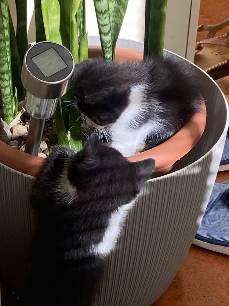 Gatinhos para adopcao responsavel