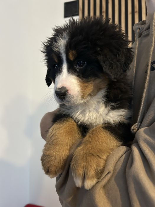 Suczka berneński pies pasterski