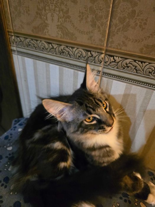 Котики мейн кун, дружелюбні, грайлині, люблять бути поруч з людиною.