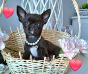Cudna maleńka dziewczynka Chihuahua