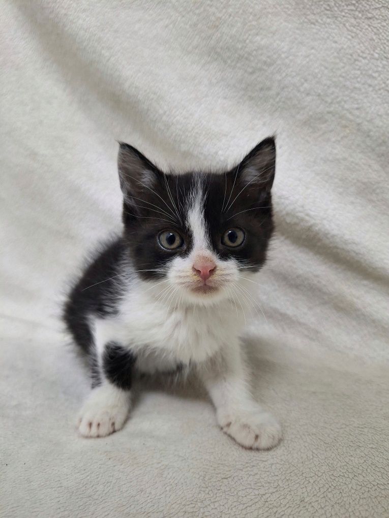 Kocurek do adopcji