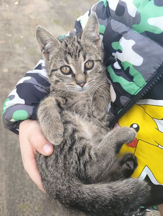 Kotka szaro bura Rezerwacja