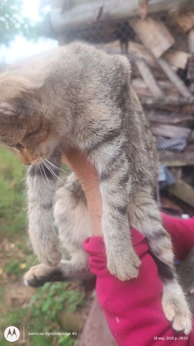 Котеня у добрі руки