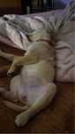 Cadelinha 6 meses
