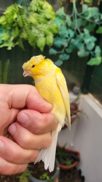 Um  Harze variegado macho ,três timbrados machos e três  fêmeas.