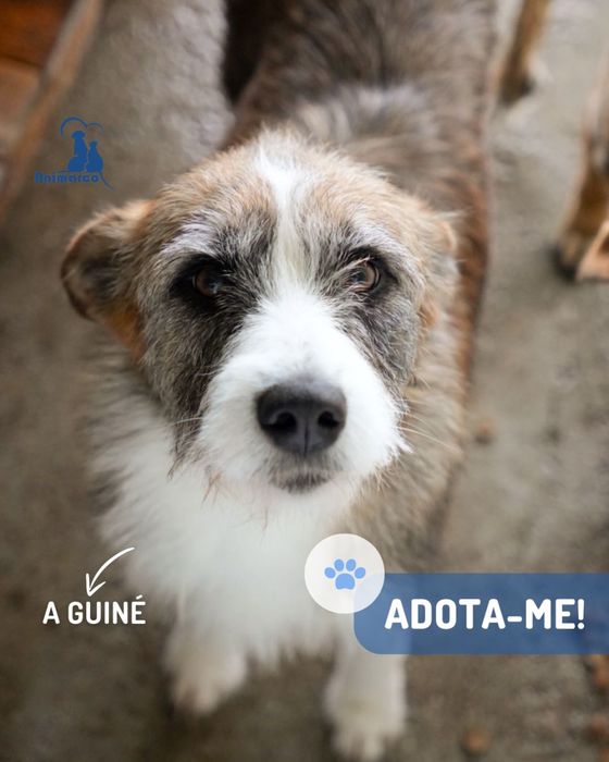 Guiné cadela jovem para adoção