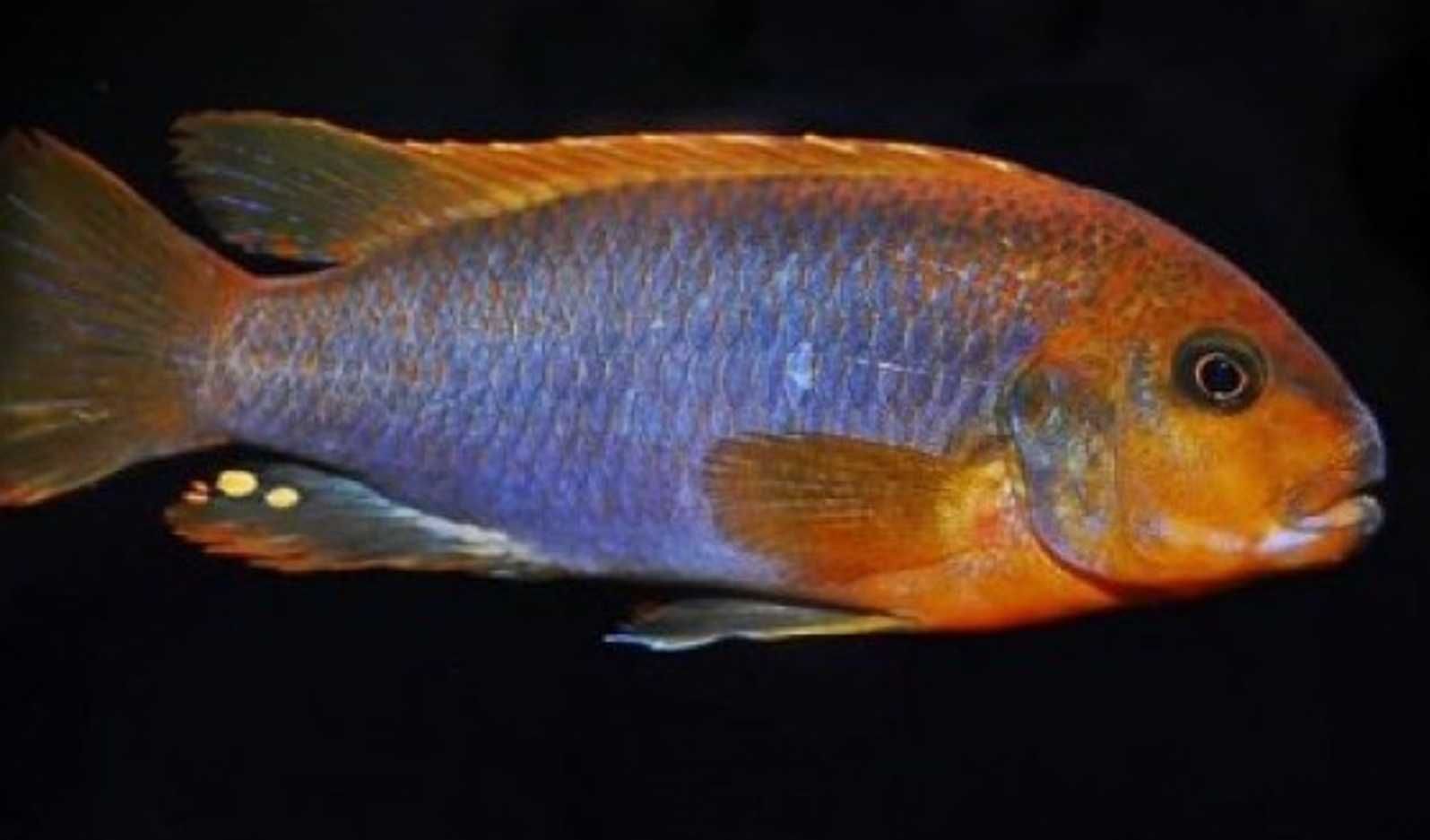 Iodotropheus sprengerae - Pyszczak RDZAWY - dowóz, wysyłka