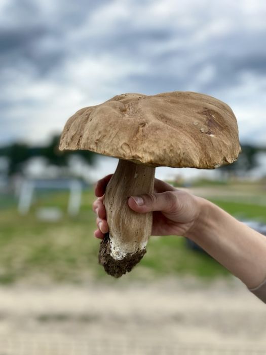 Mazury - DOMKI nad jeziorem, wolne terminy !!!