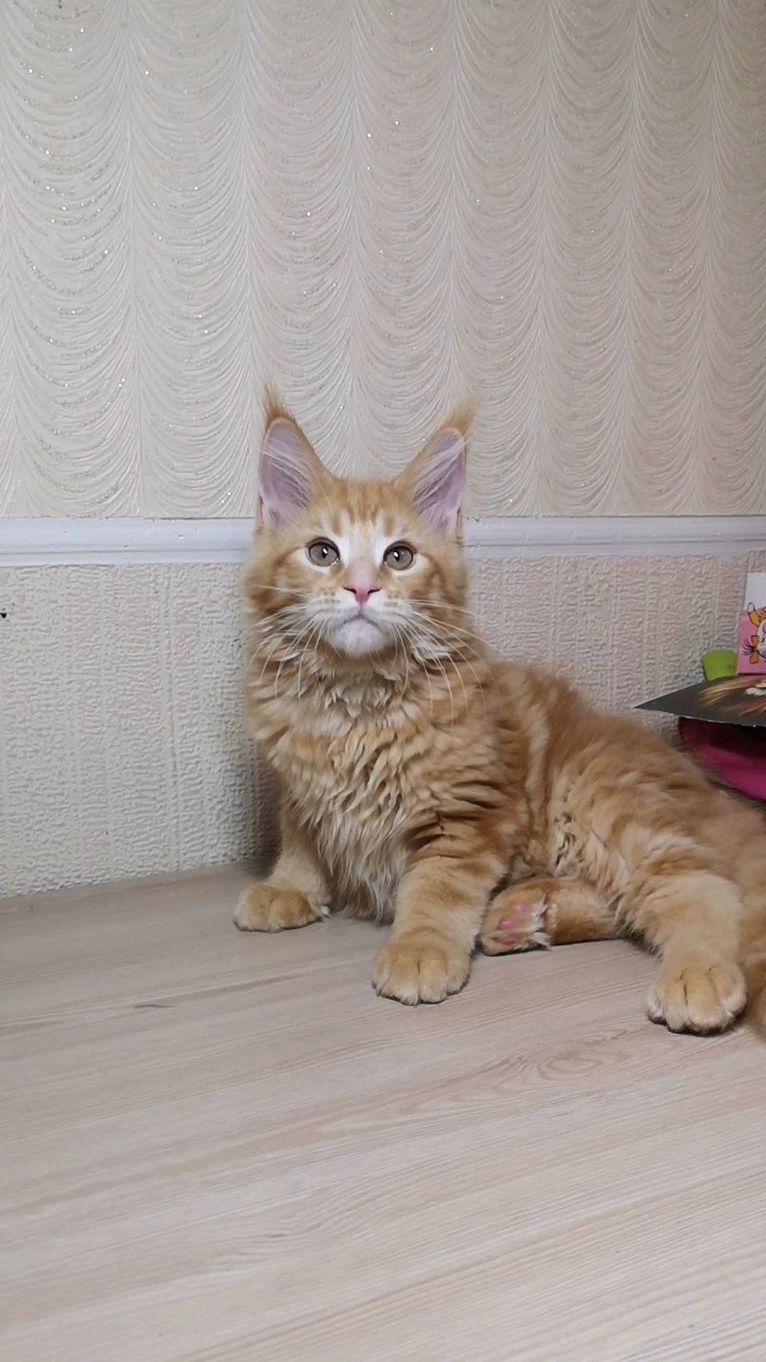 Котята Мейн-кунята от красивой крупной пари