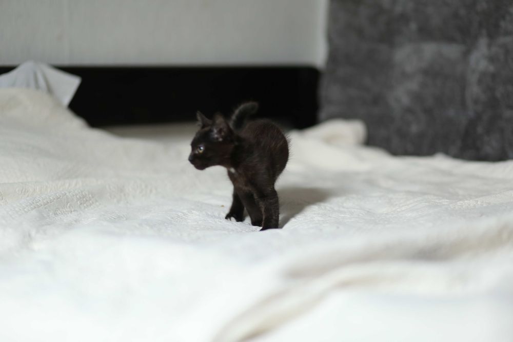 Котик, кошеня, кіт