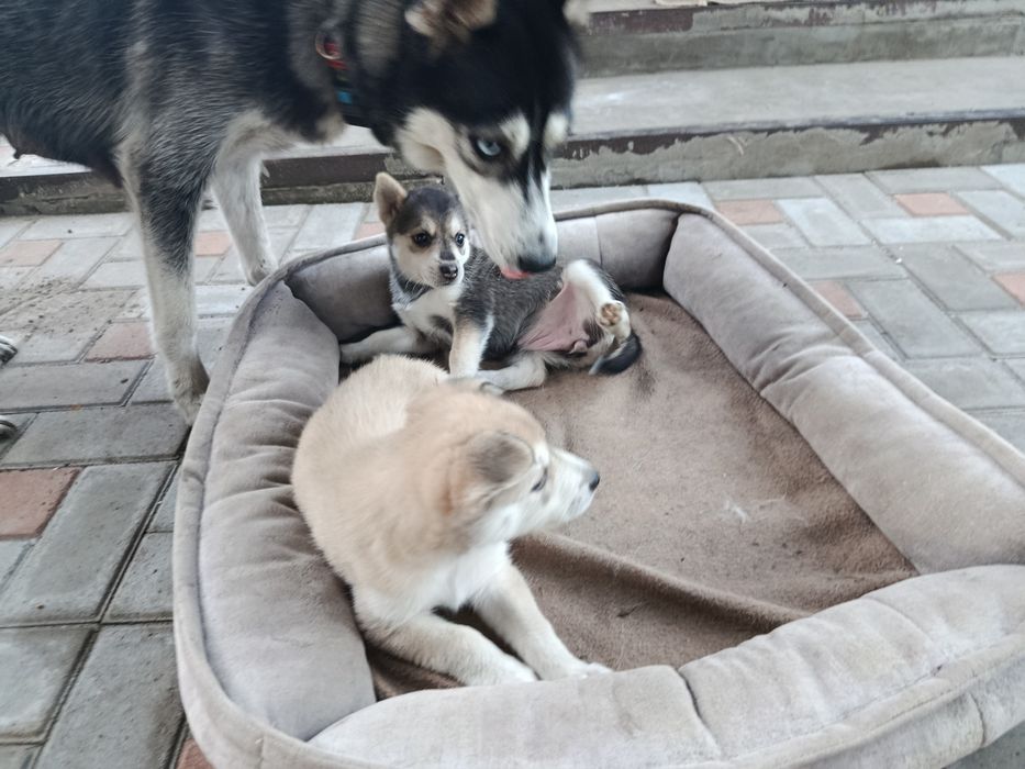 Продам цуценят хаскі