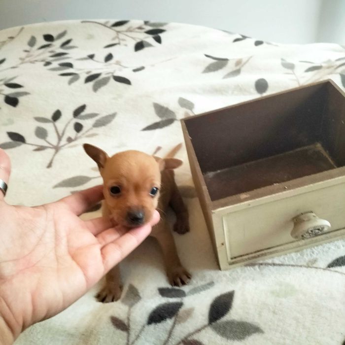 Pisncher fêmea mini