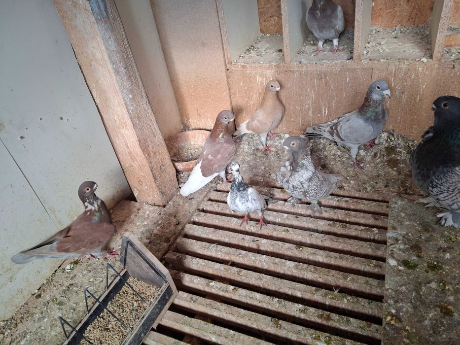 Sprzedam golebie garbonosy orliki