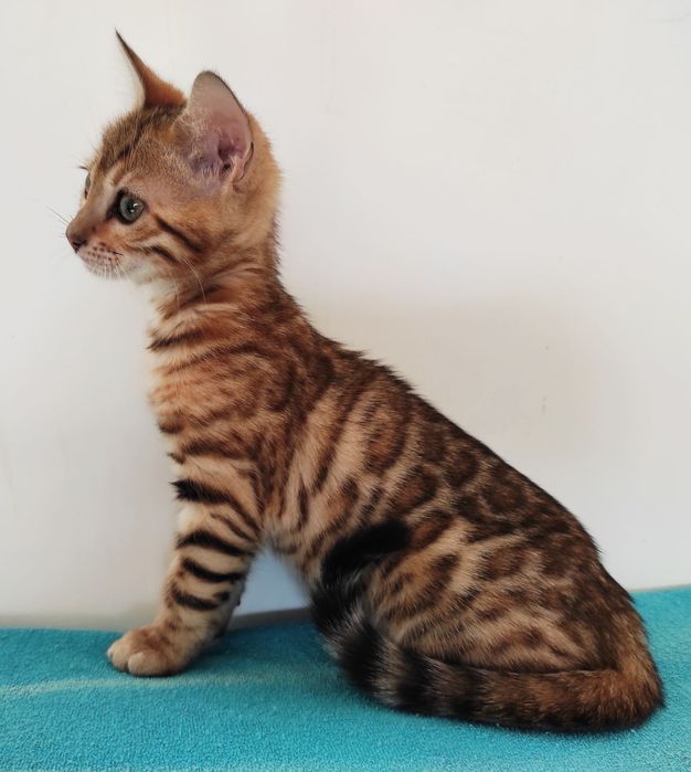 Бенгальская кошечка