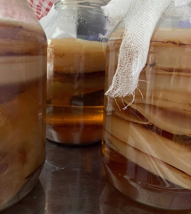 Grzybek herbaciany/Scoby XL 11 cm, kombucha
