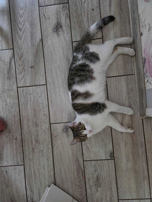 Nagroda | Zaginiony kot Borek Fałęcki