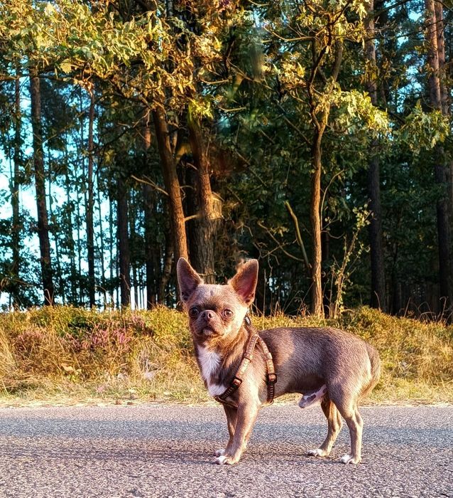 Pies Chihuahua niebieski dorosły
