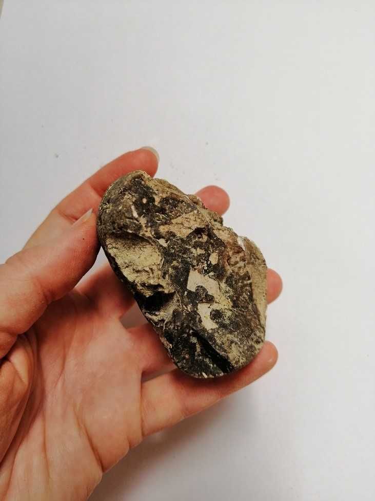 Skamielina, skamieniałość. Rozmiar 7,5x6,5 cm, waga 170g.