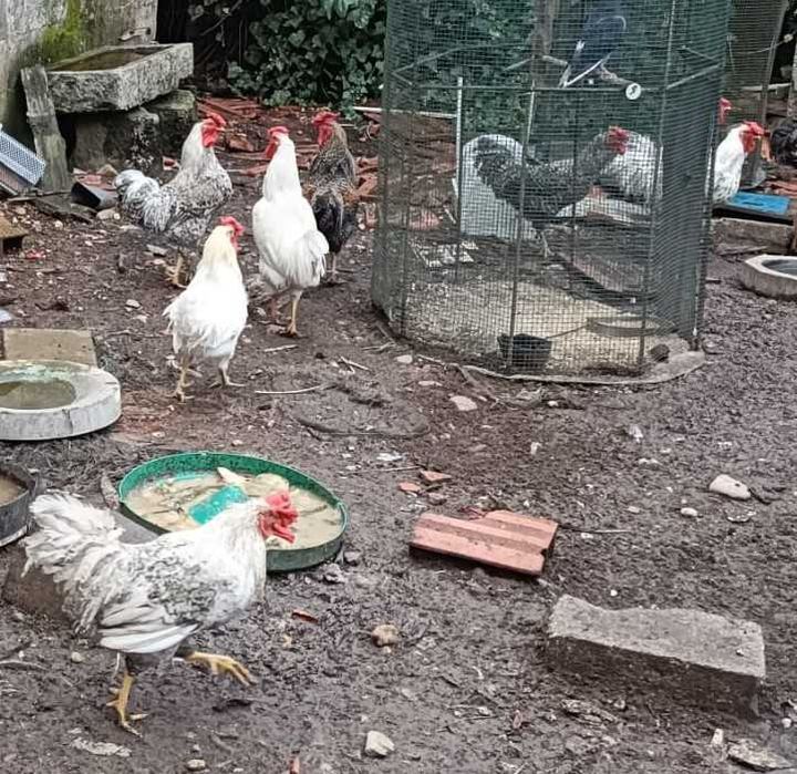 Garnizés/coquixos macho com cerca de um ano