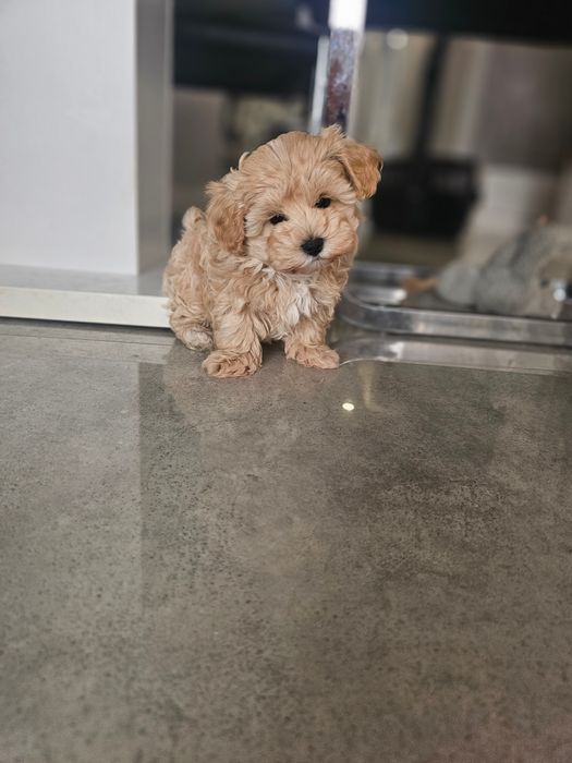 Obejrzyj Filmik Cudny Chłopczyk Maltipoo