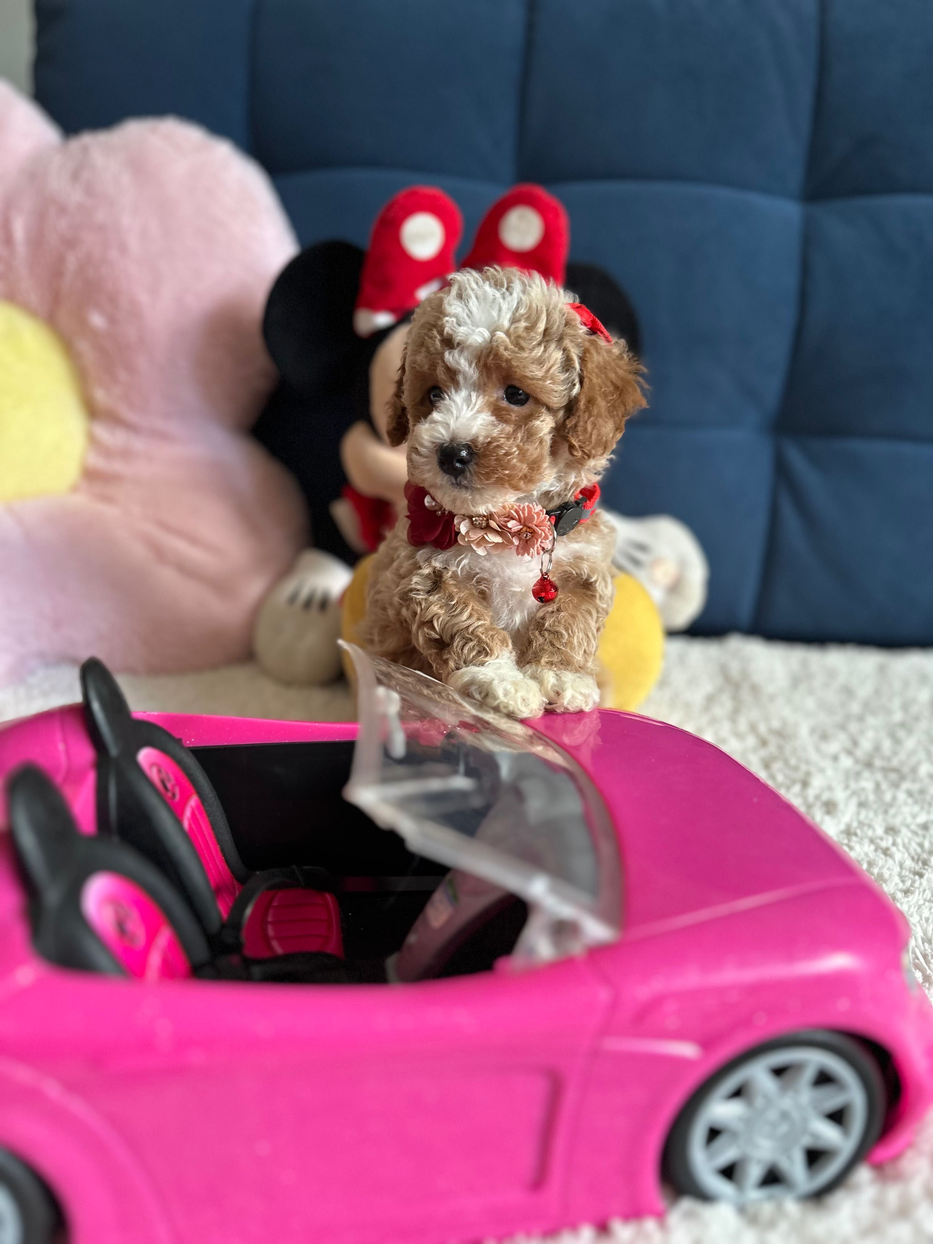 Śliczna Suczka Maltipoo!