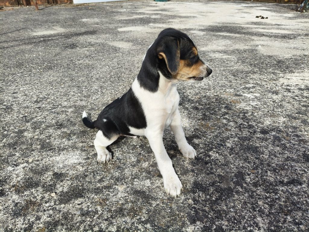 Cães para adoção responsável