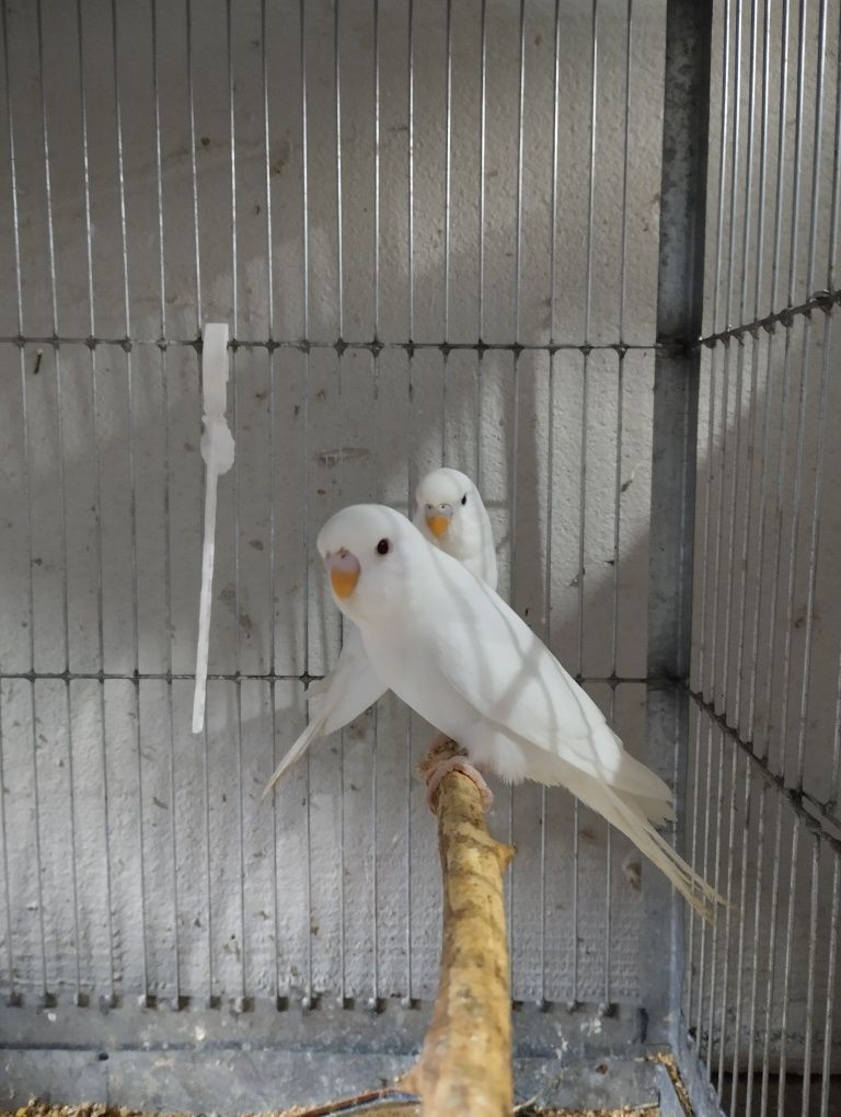 Papugi faliste do oswojenia