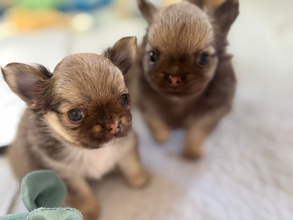 Chihuahua długowłosa fci