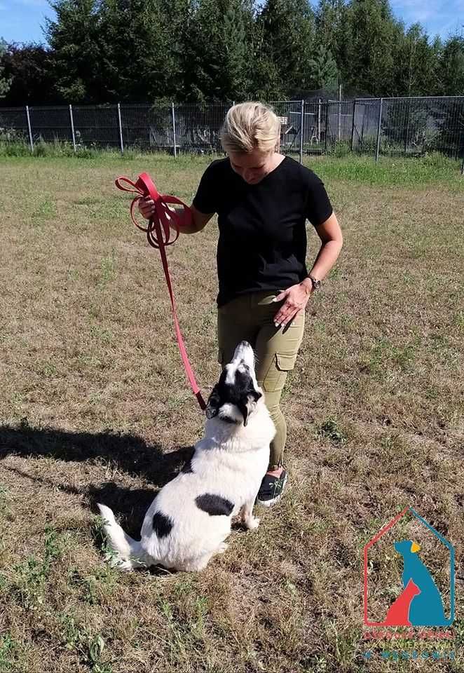 Wspaniały bardzo przyjazny piesek długo czeka na dom! Adoptuj!