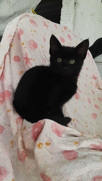 Gatinho preto com 3 meses procura uma família!
