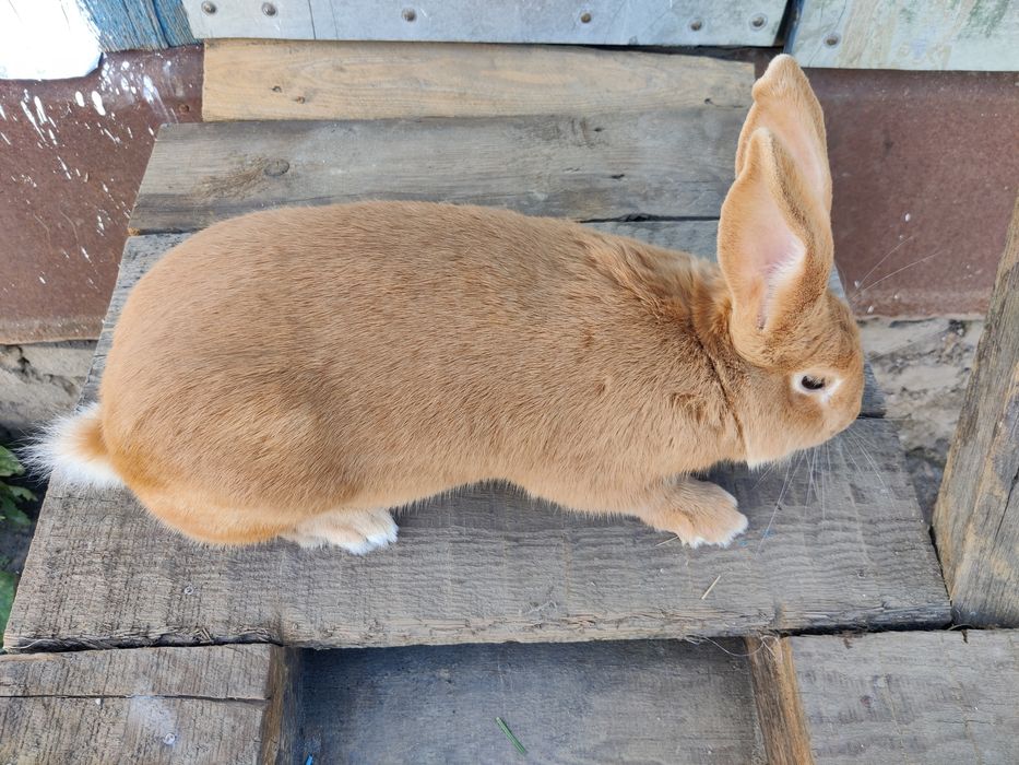 Кролики.    кролі