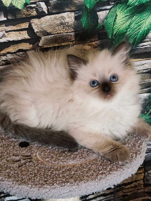 Kotka RAGDOLL  rodowód FPl