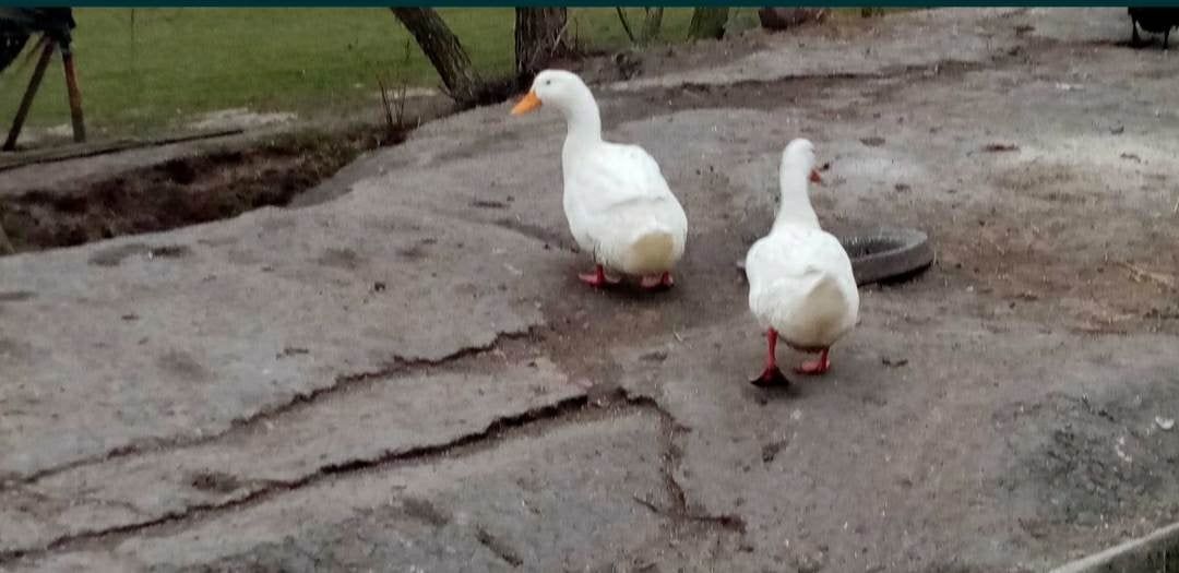 Jajka lęgowe kaczek dworek, staropolskich, pekin i francuskich