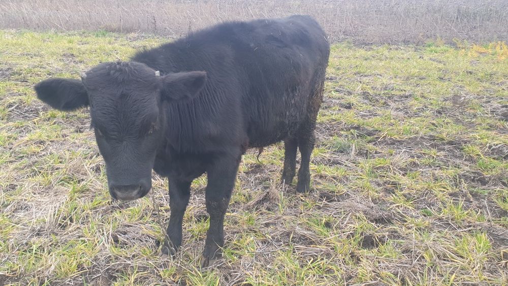 Продам  бичка...