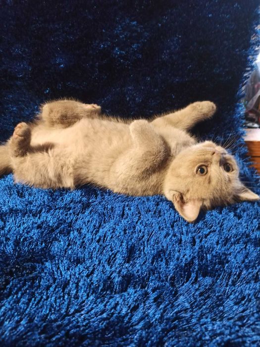 Gatinho Scottish Straight Lilac