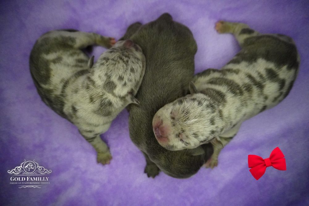 Amstaff-merle_American Staffordshire Terrier