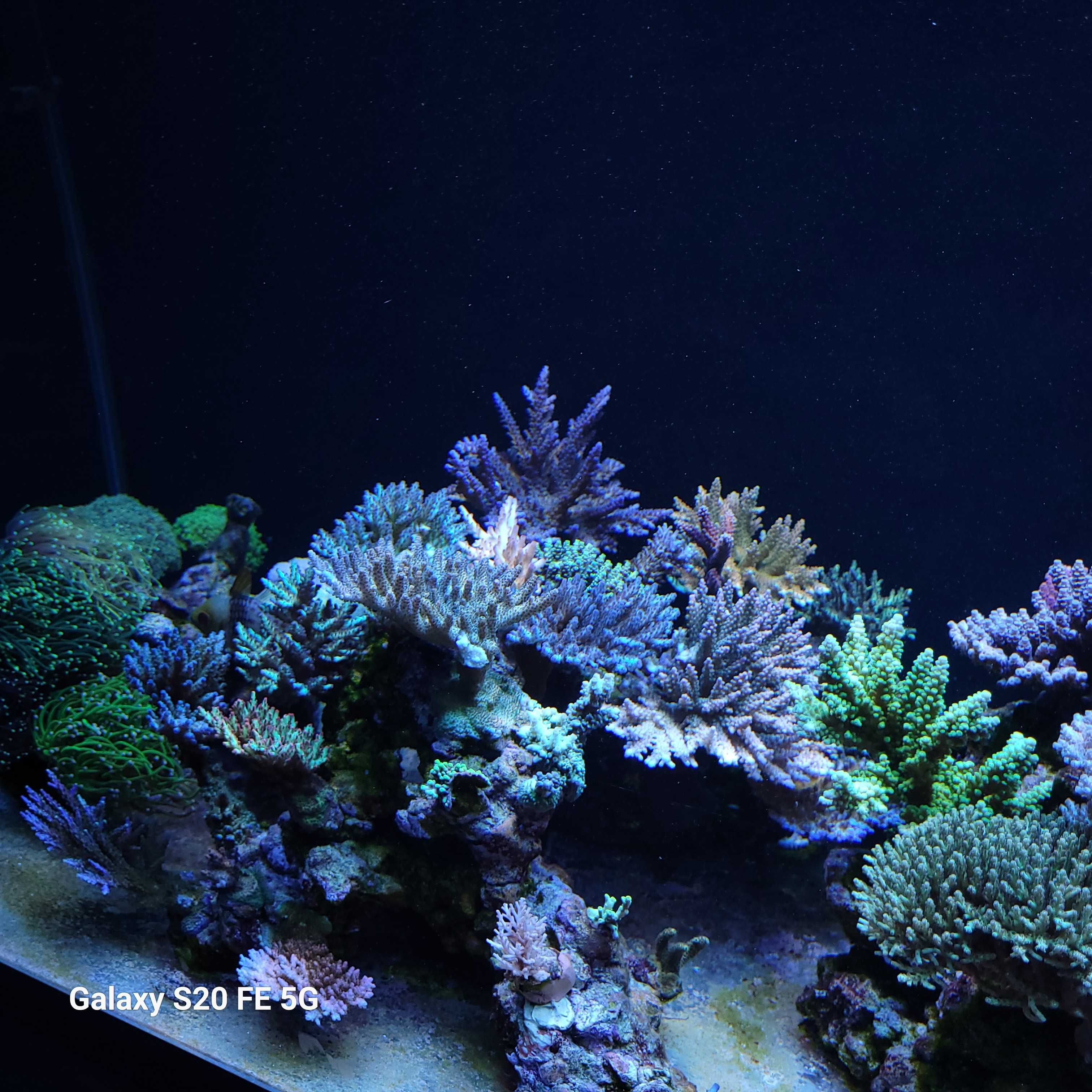 Acropora, szczepki,sps